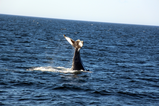 Whale Tail