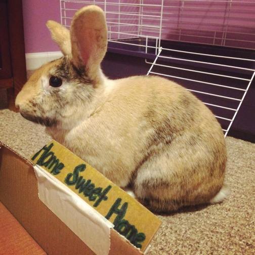 chocolate cuddlewuddles